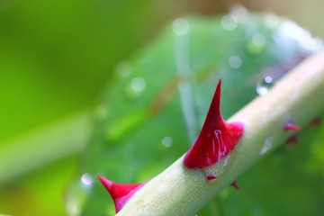 &eacute;pine de rosier