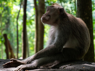 Thinking monkey