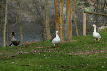 Geese on the shore of a lake in Spain