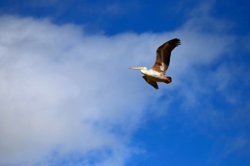 Pélican en vol