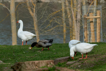 Geese on the shore of a lake in Spain