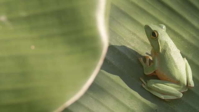Green frog on a banana leaf