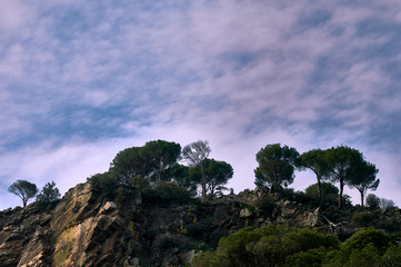 Pines on top of a mountain with cloudy blue sky on the Spanish plateau