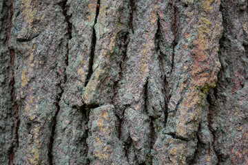 Oak bark with lichen texture extreme close up background 
