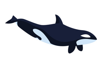 killer whale on a white background