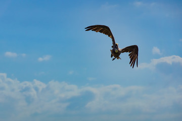 Pelican in flight, a blue sky in the background