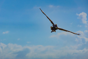Pelican in flight, a blue sky in the background