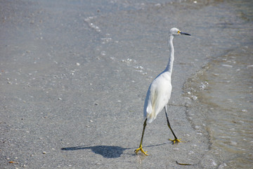 a free silver egrets walks on a sunny day on the beach, wildlife