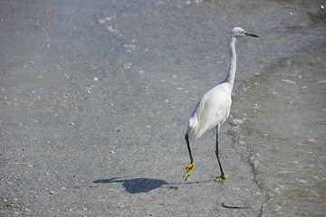 a silver egrets walks on a sunny day on the beach