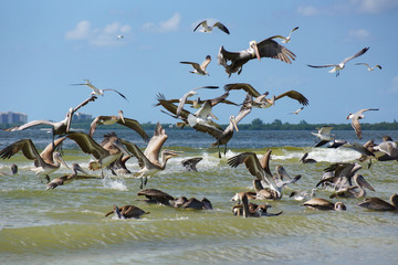 A group of pelicans fishing on the beach
