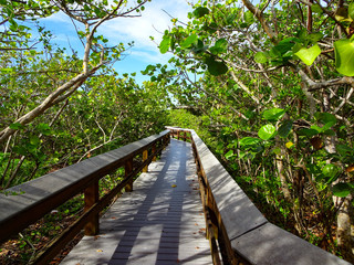Obraz premium wooden bridge in a green tropical forest, sunny day and blue sky
