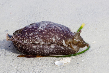 A Seaslug laying on the beach after being washed up by a strong storm on the Gulf of Mexico.