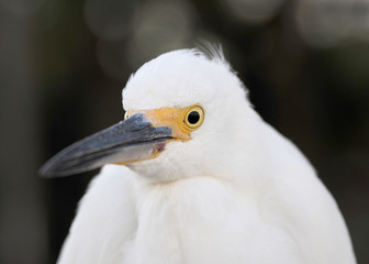 Snowy Egret (Egretta thula) head and shoulders close up.