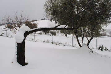 A tree covered by the snow