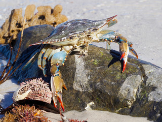 Blue Point Crab laying on the beach after a strong storm on the Gulf of Mexico.