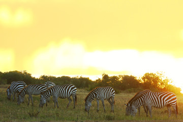 Zebra, zebras in the wilderness of Africa
