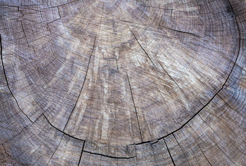 Fototapeta premium Wood pattern