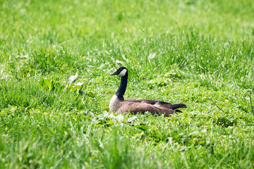 Canada Goose on Nest ( Branta Canadensis ) 