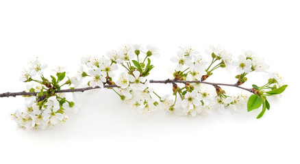 Cherry branch with blossom.