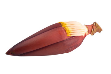 Banana blossom on white background.