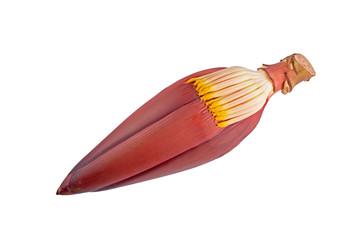 Banana blossom on white background.