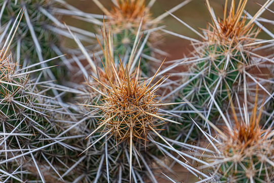CACTUS - XIQUE XIQUE - CAATINGA