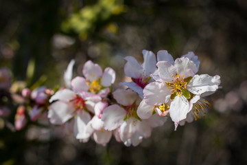 Primavera adelantada
