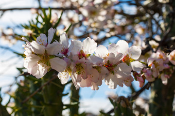 Primavera adelantada