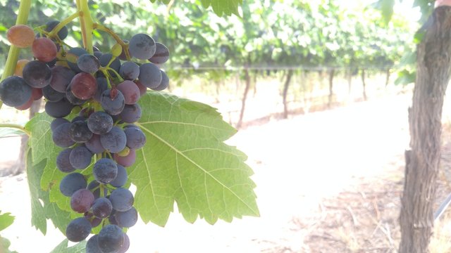grapes on the vine