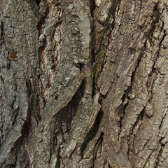 Bark of the century old lime tree