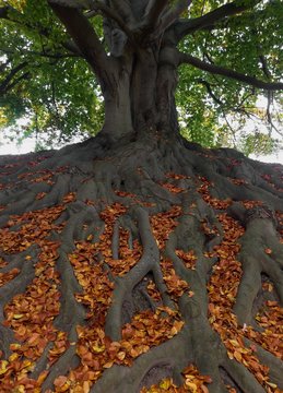 Massive and broadly branched bare roots of an old beech tree
