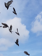 flock of birds flying in the blue sky