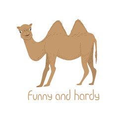 Cartoon two-humped camel with text funny and hardy. Childish tee shirt design.