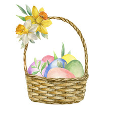 Wicker basket with daffodils, leaves and colorful eggs. Spring flowers. Easter watercolor illustration isolated on white background.