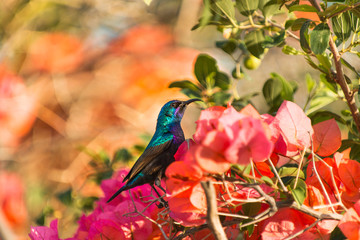 Sunbird small bird from Middle East