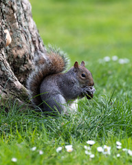 squirrel eating nut