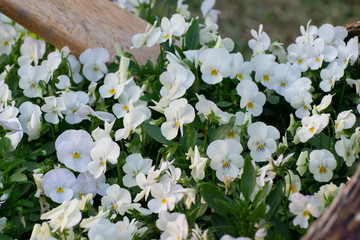 The background white flowers on green leaves