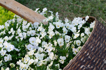The background white flowers on green leaves