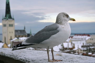 seagull in old town