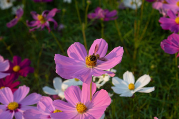 The bee is looking for the pink flower pollen