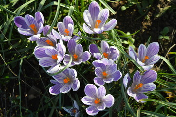 Spring crocus blooms north of London in the UK