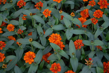The background orange flowers on green leaves