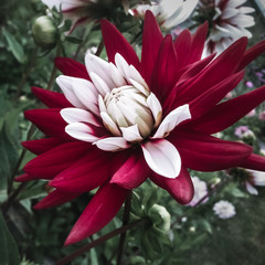 Blooming red and white dahlia