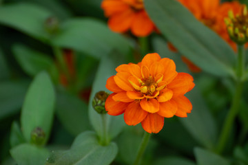  The background Orange flowers on green leaves