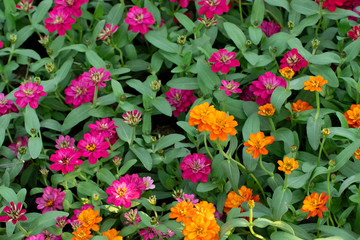  The background Orange and Purple  flowers on green leaves
