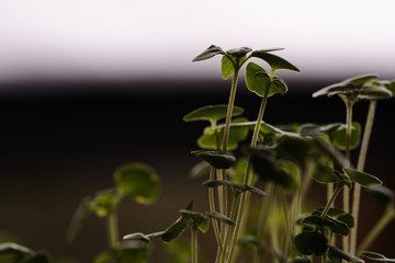 Macro shot of tiny chia sprouts (Salvia hispanica), kitchen herbs, eye-level, head-on view, back-lit and rim light, horizontal format, copy-space