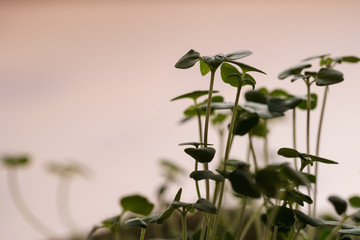 Fototapeta na wymiar Macro shot of tiny chia sprouts (Salvia hispanica) at eye-level, head-on view, back-lit by the morning sun (landscape horizontal format, copy-space)