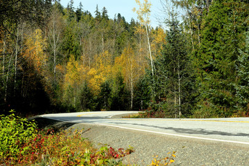 Curve on a road in a forest