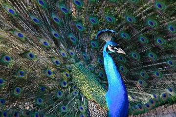 Peacock iridescent feathers 