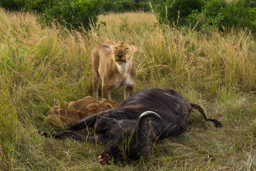 Lion hunt buffalo, lion kill buffalo, bloody lion hunt, lion hunt